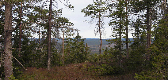 Forest landscape north Sweden